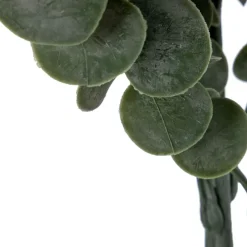 Husa
