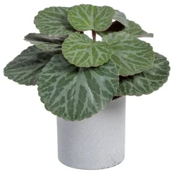 Lampe