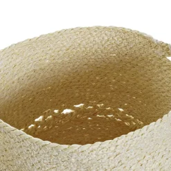 Olmo
